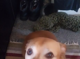 My Maximus Needs a New Home