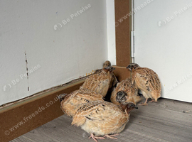 Quail chicks 4 weeks old