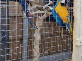 Java tree parrot stand