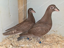 Chocolate Melueman Racing Pigeon RPRA Rung 2026