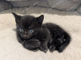 4 kittens