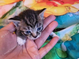 Mixed-syberian-british tabby girls