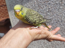Hand reared super tame budgie