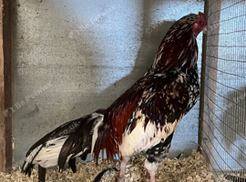 Aseel and Oxford old English game birds for sale