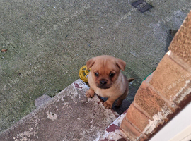 POM/PUG MALE PUPPY