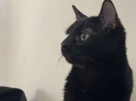 Black Cat mixed breed!