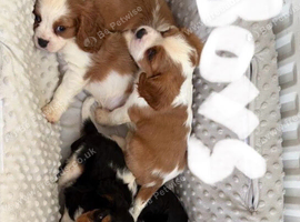 ️️️️️ King Charles cavalier puppy
