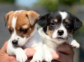 I Jack russell puppies