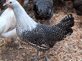 Silver brakel pullets 16to18 weeks