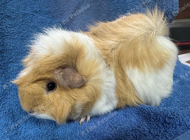 Pet sow guinea pig