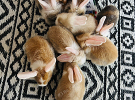 5 babies rabbits available on the 4th august