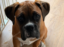Male boxer (Bruce) 5 months old