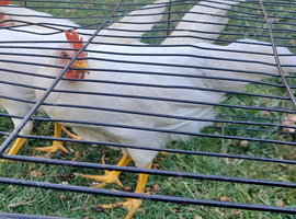 Leghorn boys 3