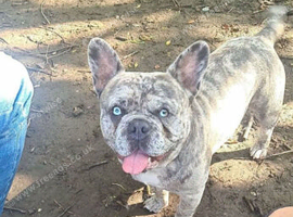 Male French bulldog