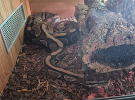 Male royal python 4 ft