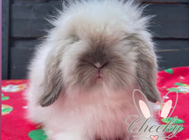 Stunning Mini Lion Lop Boys