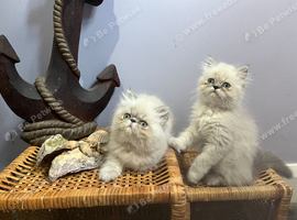 NOW ONLY 2 REMAINING , READY NOW STUNNING BLUE COLOURPOINT PERSIAN BOYS