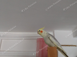 Hand tamed free flight cockatiel