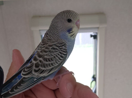Lovely budgie quite tame getting better every day