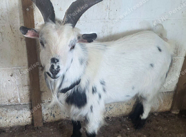 Intact Pygmy Billy Goat