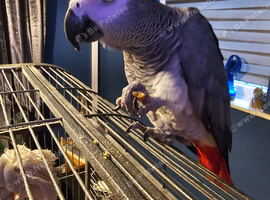 (Wanted) african grey male