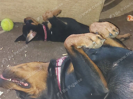 Kc registered very chunky solid pups
