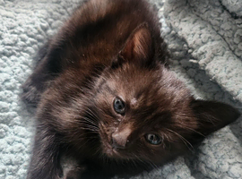 2 kittens