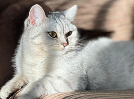 British shorthair