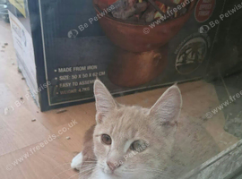 2 boys kitten