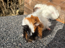 2 boar (male) abyssinian Guinea pigs