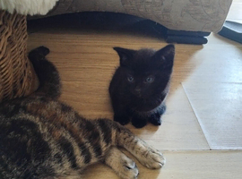 Kittens ready now..