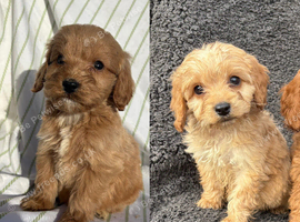 5 adorable cockerpoo