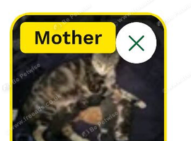 Kittens