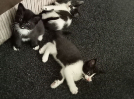 3 kittens for sale