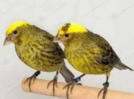 Lizard canary pair wanted