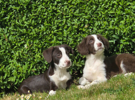 Sprollie pups