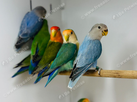 Baby love birds