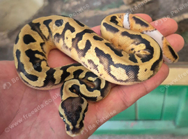 CB26 Female/male  Fire Pastel Pied baby Royal Pythons