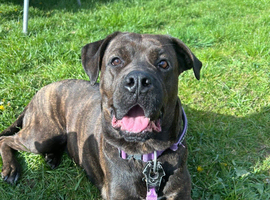 Cane Corso X  female
