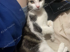 Affectionate and adventurous cat for sale