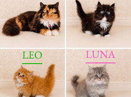 Rare Munchkin Minuet (Persian Munchkin) Kittens