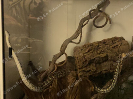 Custom built snake enclosure