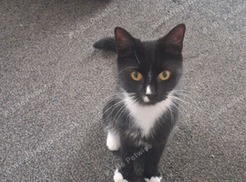 1 year old female cat