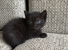 Adorable Short-Haired Kittens Looking for Loving Homes