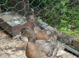 2 female Khaki Campbell Ducks