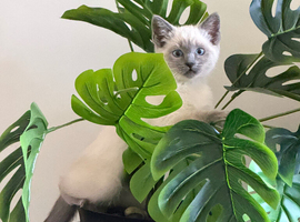 Ragdoll/Siamese Kitten