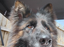 Female german Shepherd