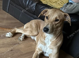 Saluki bull lurcher
