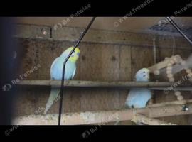 3 pairs of budgies