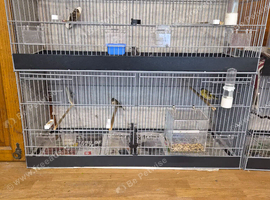 90cm breeding cage wanted